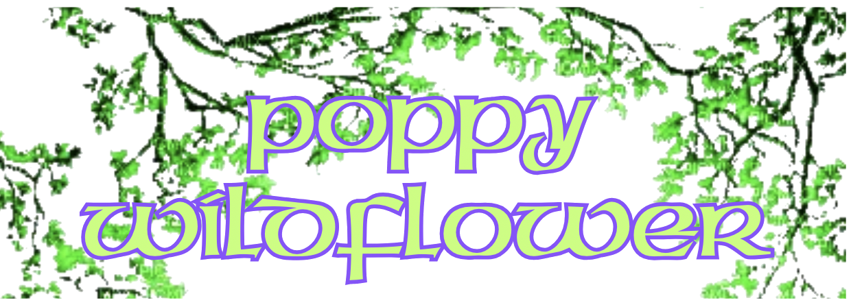 Poppy Wildflower